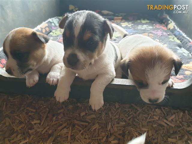 Short Hair Jack Russell Pups