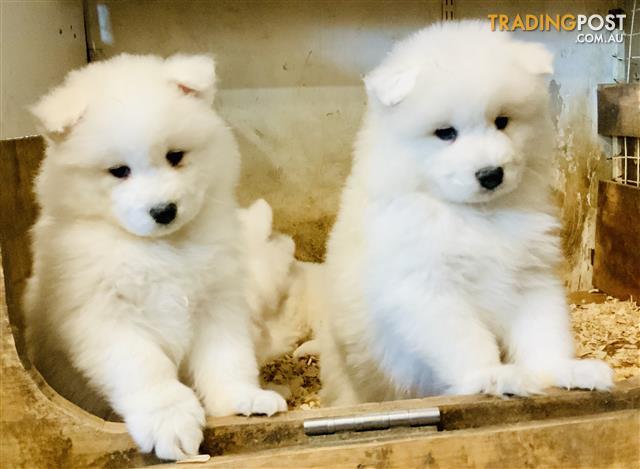 samoyed purebred price