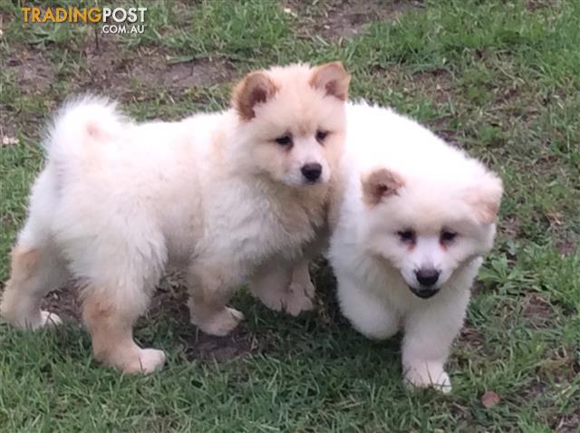 Chow Chow Japanese Spitz Online