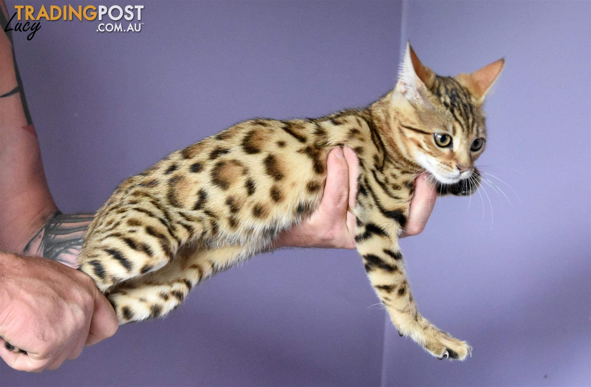 bengal kittens for sale in Armidale NSW | bengal kittens bengal kittens for sale in Armidale NSW | bengal kittens