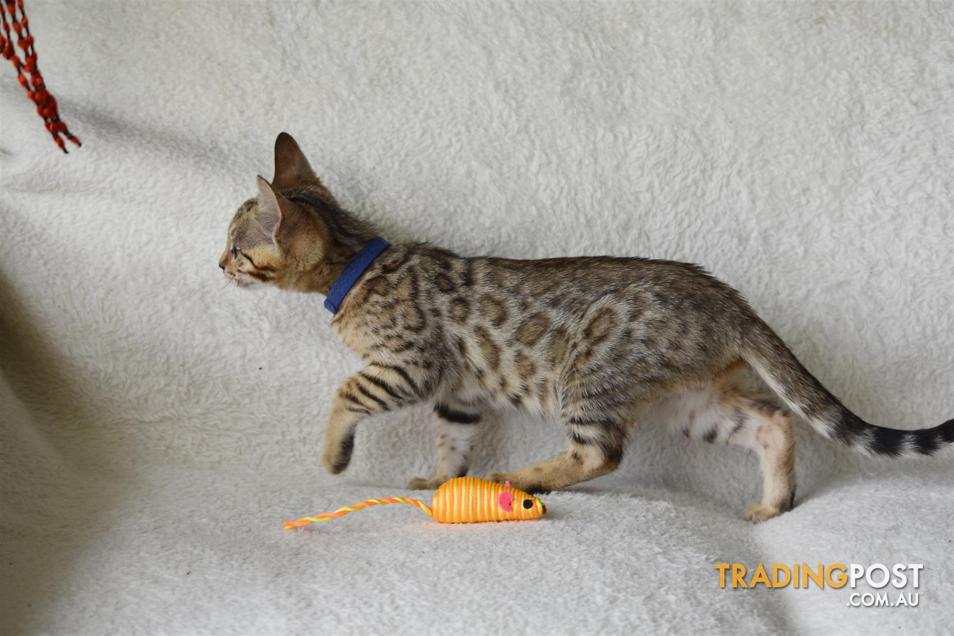 bengal kittens for sale in Armidale NSW | bengal kittens bengal kittens for sale in Armidale NSW | bengal kittens