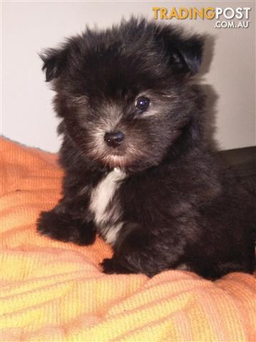 pomeranian maltese mix