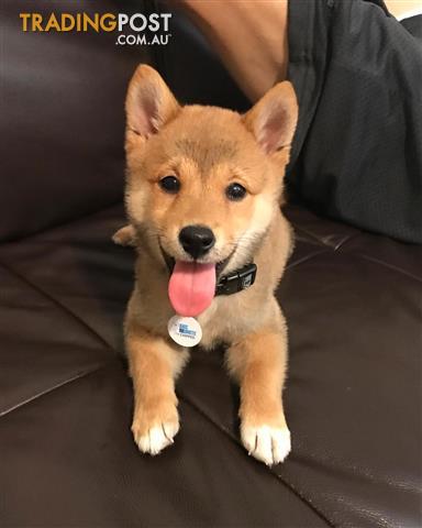 Wtb Shiba Inu Puppy