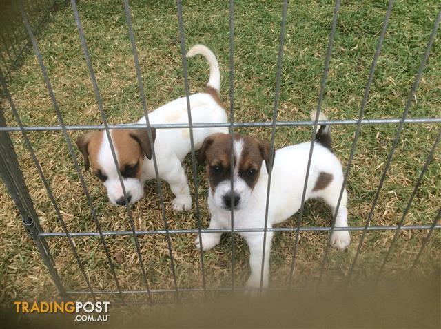 Jack Russell Pups