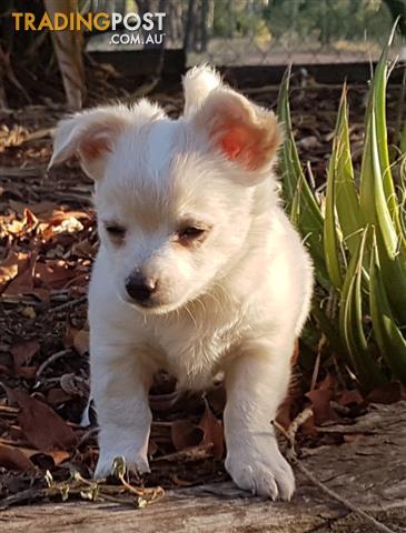 Pure Bred Long Hair Chihuahua Pup