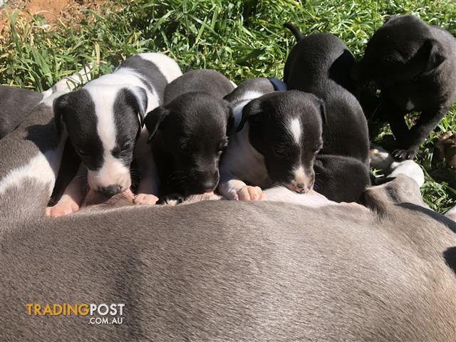 Find puppies for sale in NSW, Australia