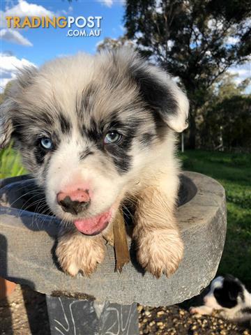 Stunning-Coloured-Border-Collie-Puppies 